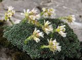 Saxifraga alberti