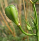 Lilium pumilum