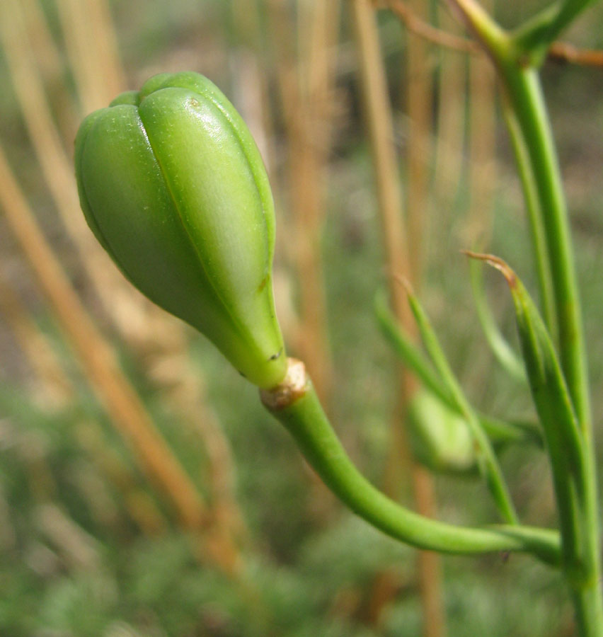 Image of Lilium pumilum specimen.