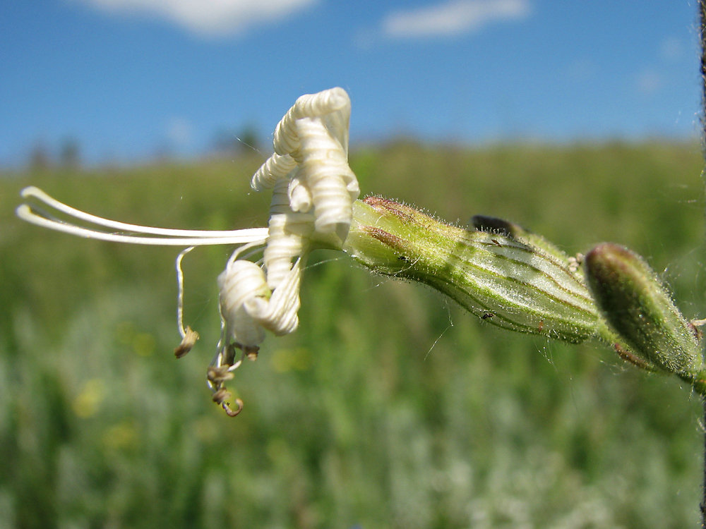 Image of Silene viscosa specimen.