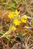 Saxifraga aizoides