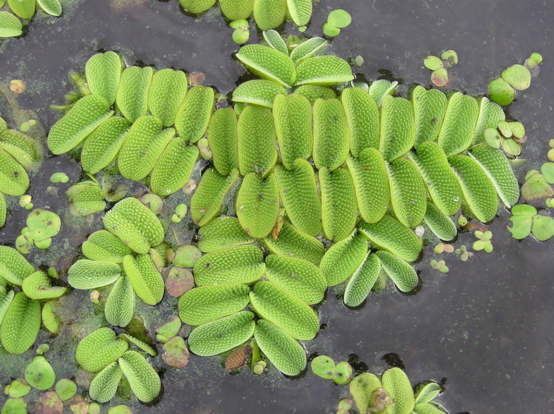 Image of Salvinia natans specimen.