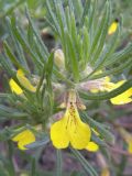 Ajuga glabra