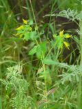 Cerinthe minor