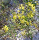 Bupleurum falcatum