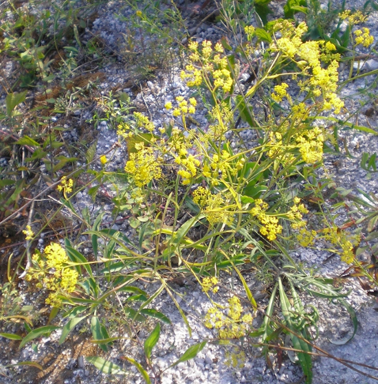 Image of Bupleurum falcatum specimen.