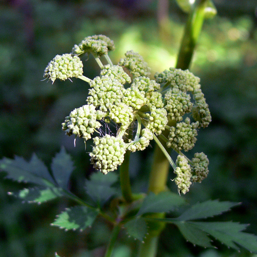 Image of Angelica sylvestris specimen.