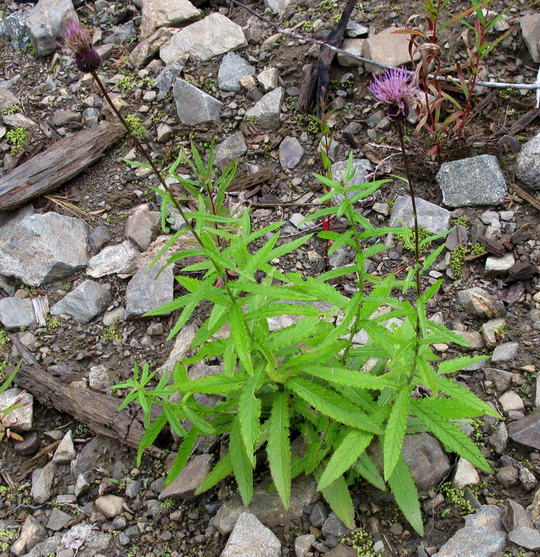 Изображение особи Cirsium schischkinii.