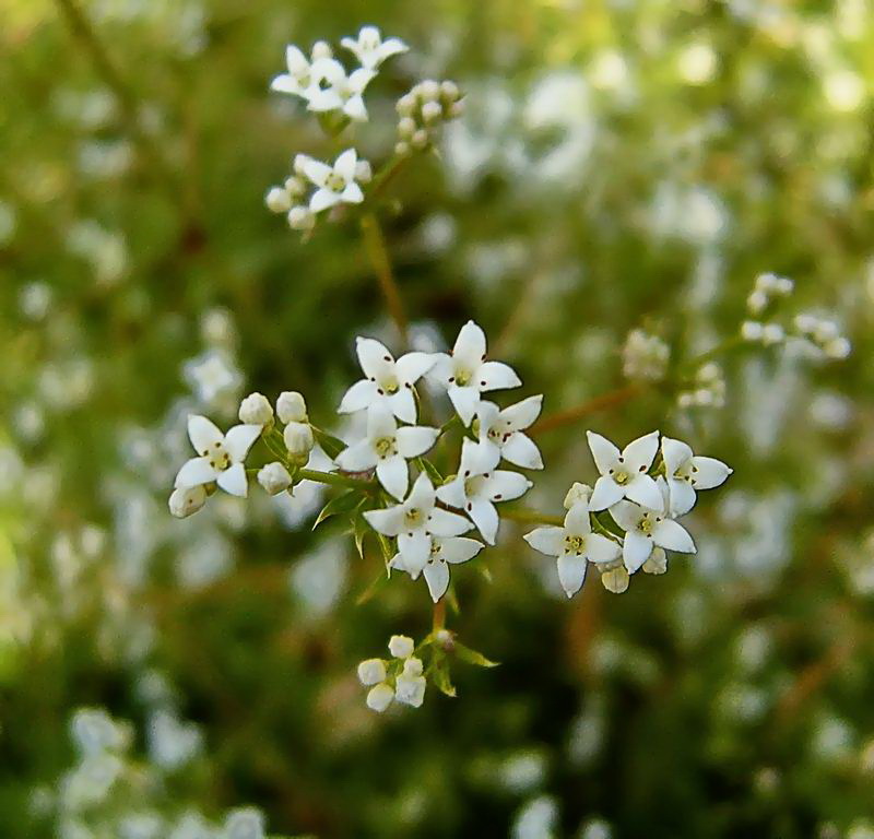 Image of Galium rivale specimen.