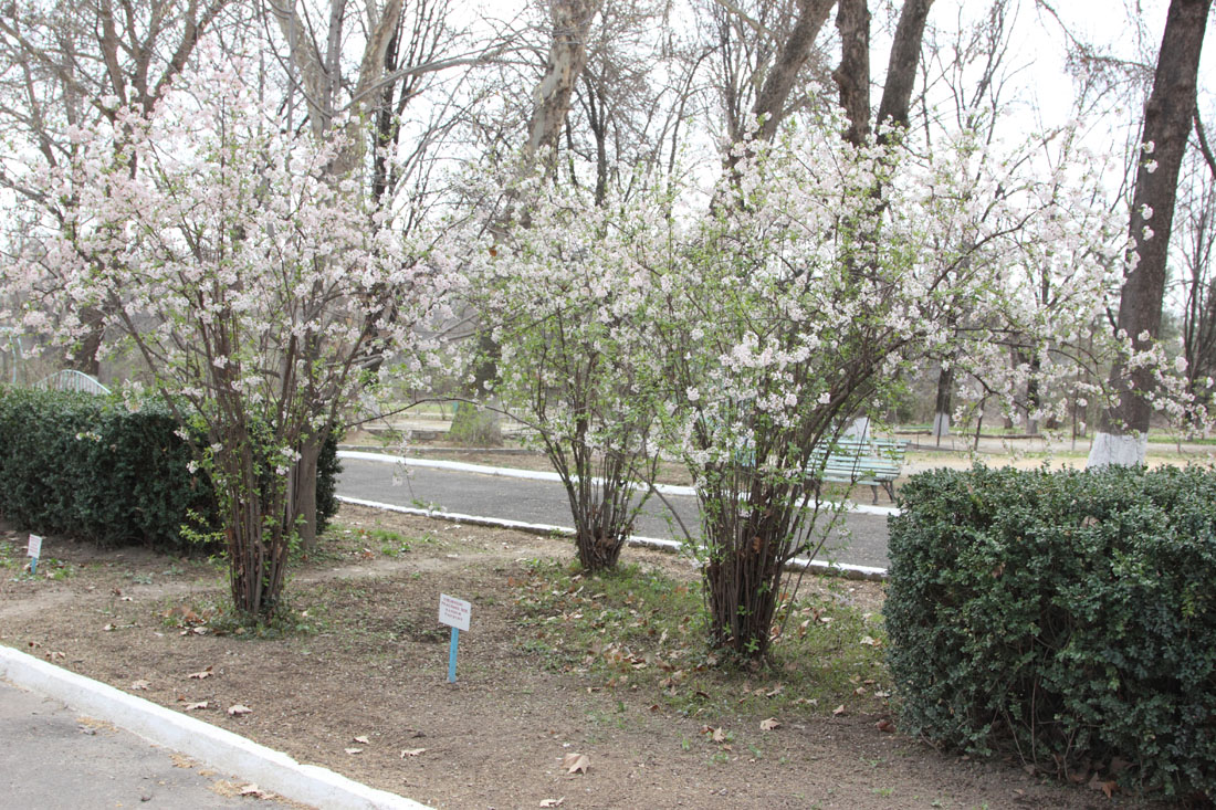 Image of Viburnum farreri specimen.
