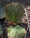 Bergenia ligulata