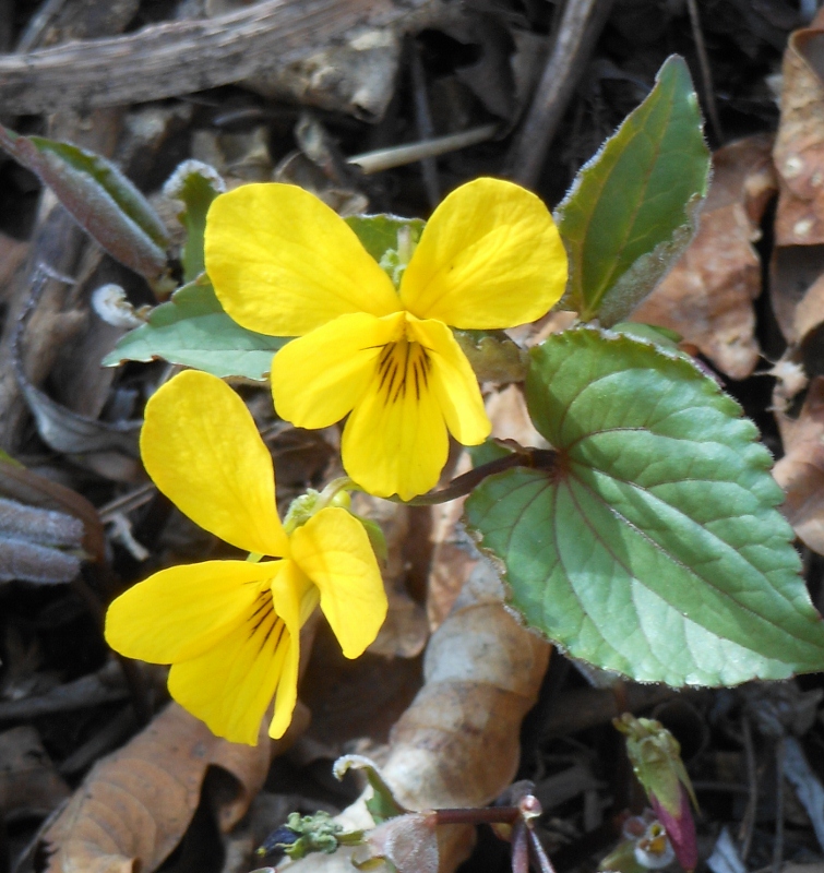 Image of Viola orientalis specimen.