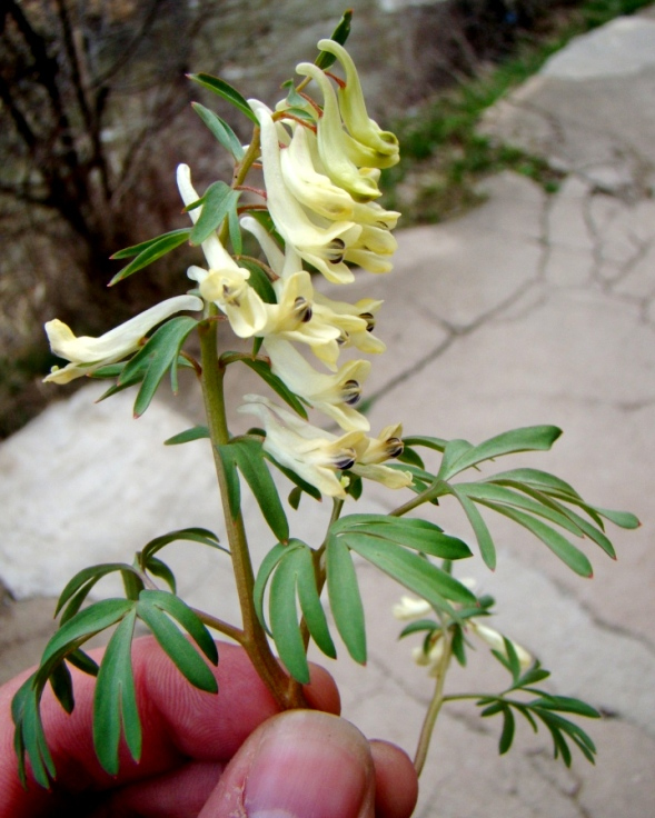 Image of Corydalis angustifolia specimen.