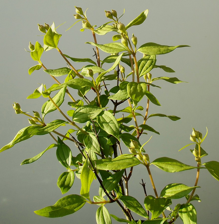 Image of Philadelphus × virginalis specimen.