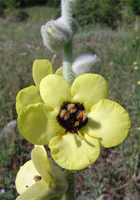 Image of Verbascum formosum specimen.