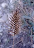 Agropyron pinifolium