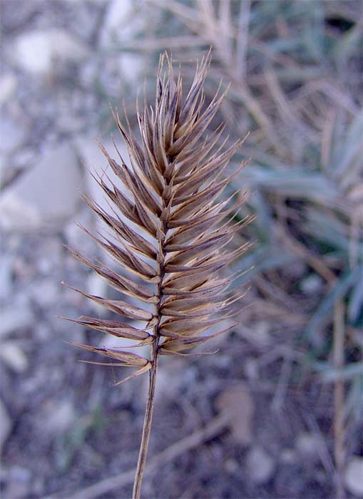 Image of Agropyron pinifolium specimen.