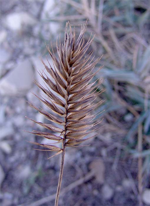 Изображение особи Agropyron pinifolium.