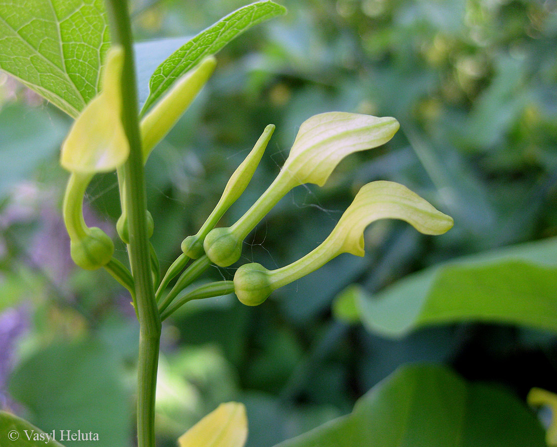 Image of Aristolochia clematitis specimen.