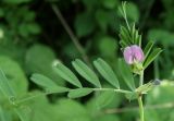 Vicia angustifolia. Верхушка побега с цветком. Черноморское побережье Кавказа, щель Прасковеевская, тропа на приморском склоне. 09.06.2012.