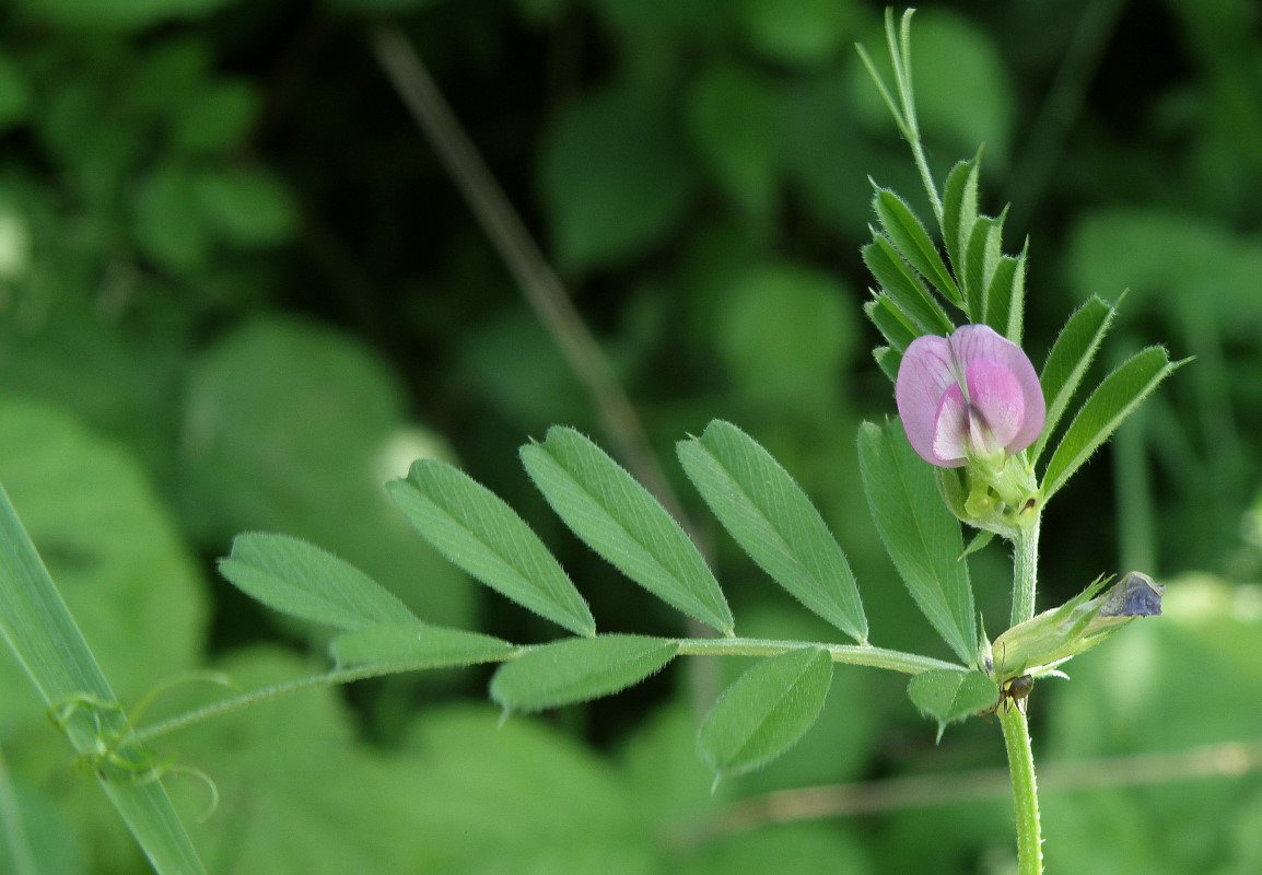 Изображение особи Vicia angustifolia.