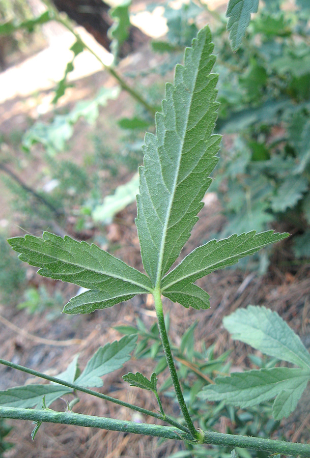 Image of Althaea narbonensis specimen.
