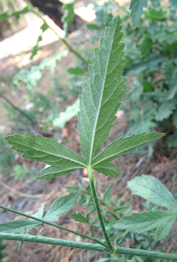 Изображение особи Althaea narbonensis.