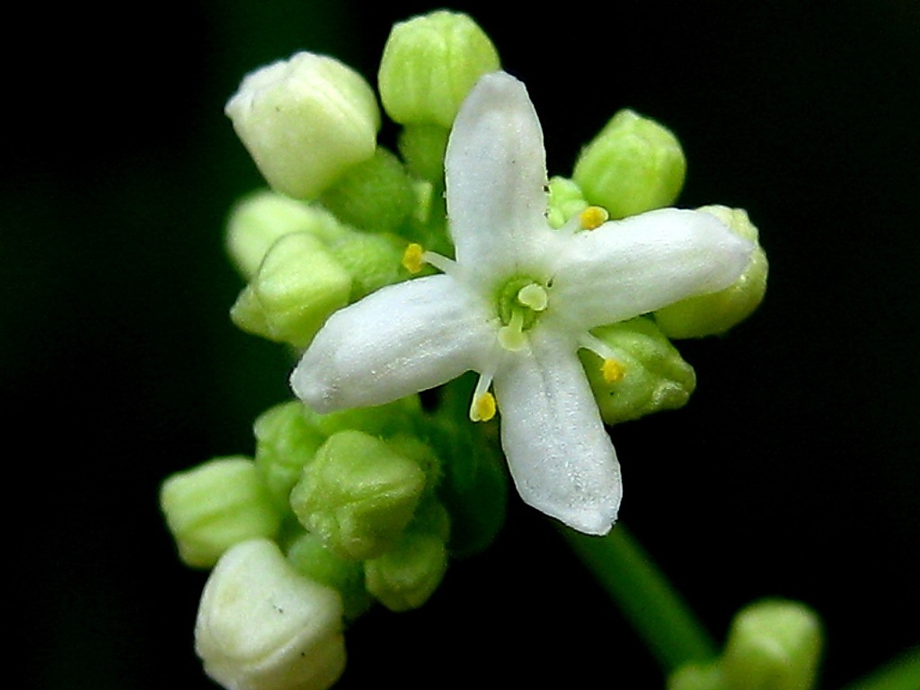 Изображение особи Galium boreale.