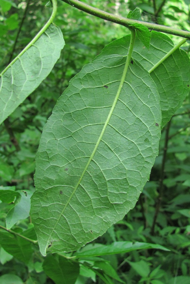 Изображение особи Salix myrsinifolia.