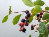 Amelanchier spicata