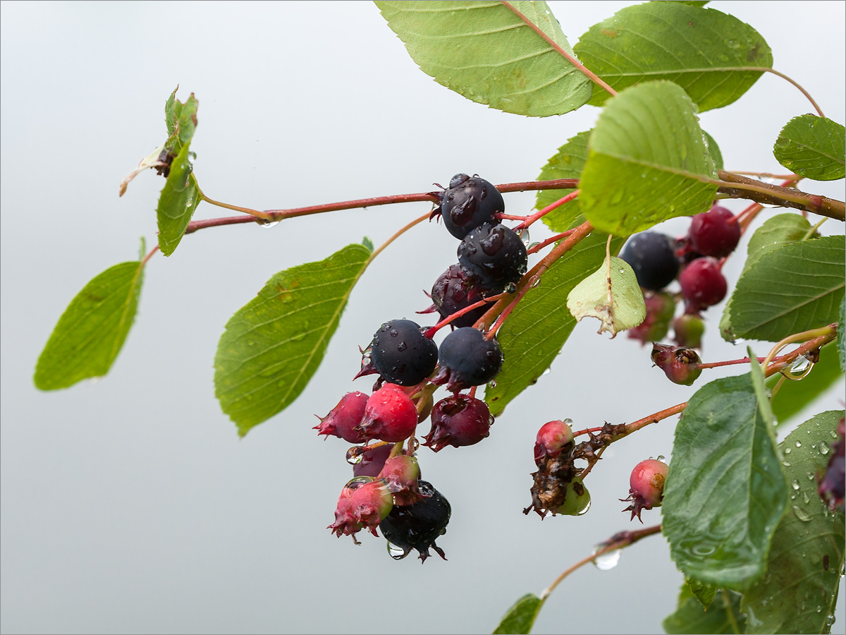 Image of Amelanchier spicata specimen.