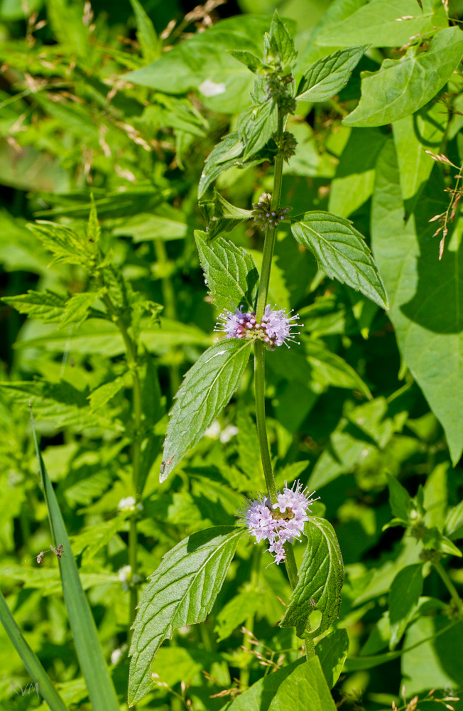 Изображение особи Mentha arvensis.