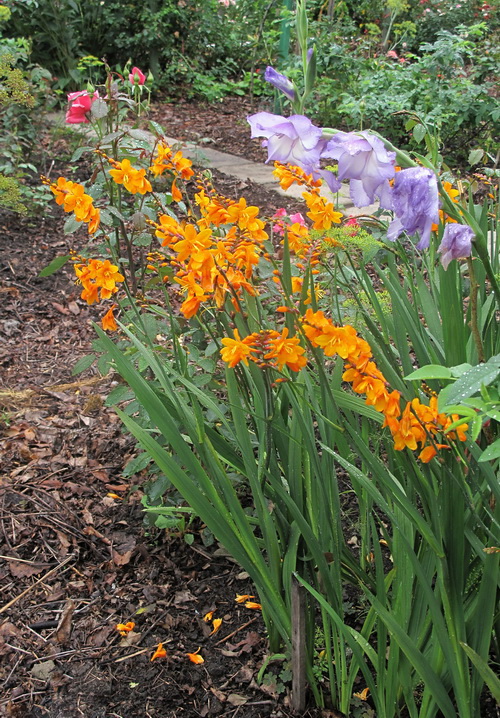 Image of Crocosmia &times; crocosmiiflora specimen.