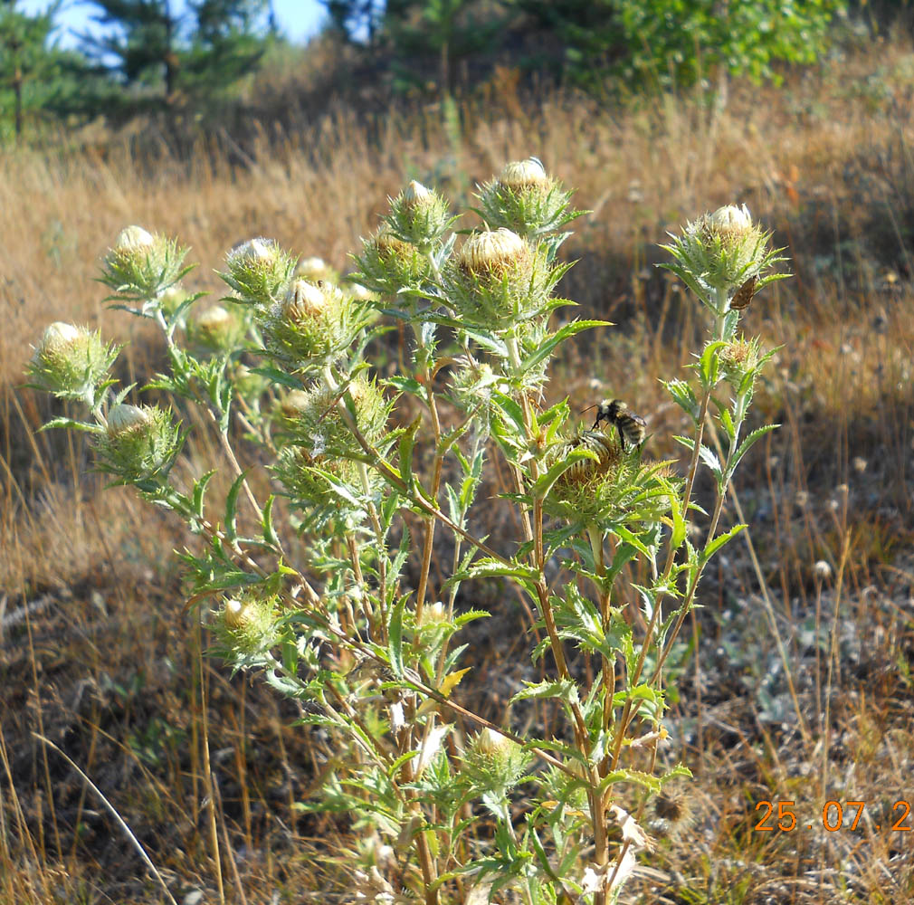 Image of Carlina biebersteinii specimen.