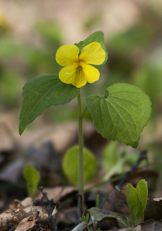 Image of Viola muehldorfii specimen.