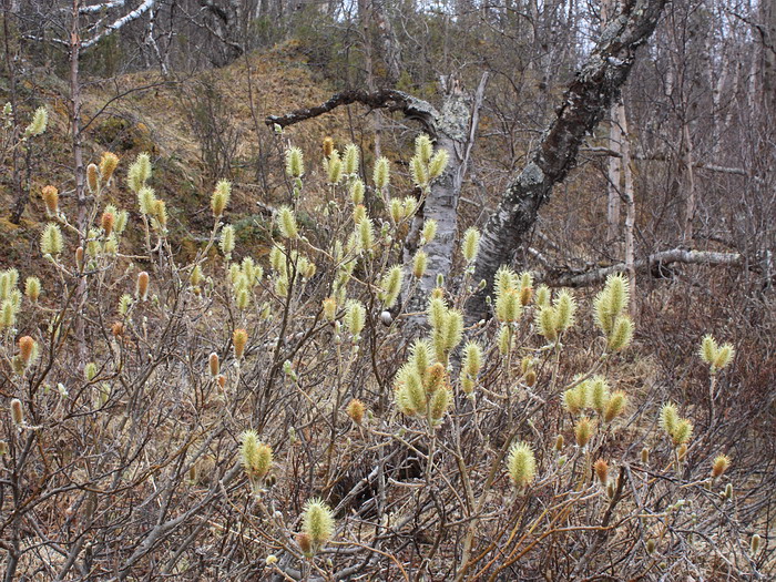 Image of Salix lanata specimen.