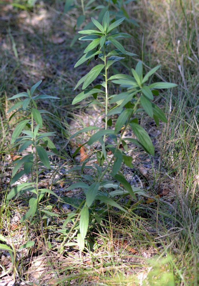 Image of Lithospermum officinale specimen.