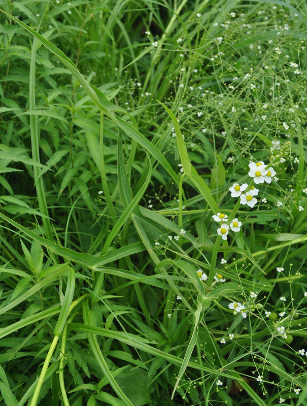 Image of Sagittaria trifolia specimen.