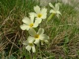 Primula ruprechtii