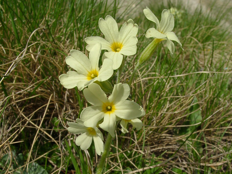 Image of Primula ruprechtii specimen.