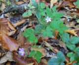 Geranium robertianum