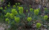 Euphorbia characias ssp. wulfenii