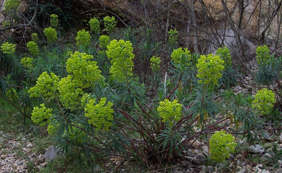 Изображение особи Euphorbia characias ssp. wulfenii.