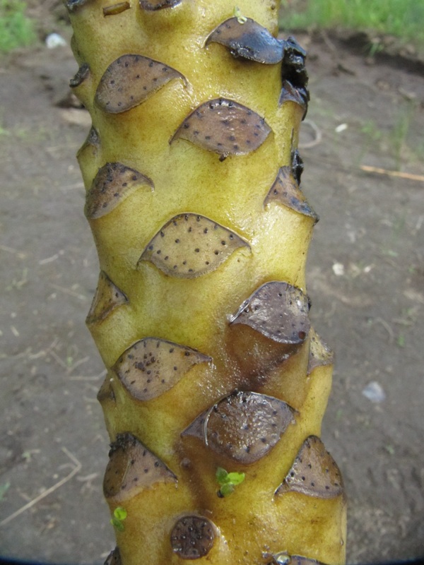 Image of Nuphar lutea specimen.