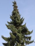 Picea omorika. Верхняя часть кроны взрослого дерева. Германия, г. Кемпен, в частном саду. 19.10.2012.
