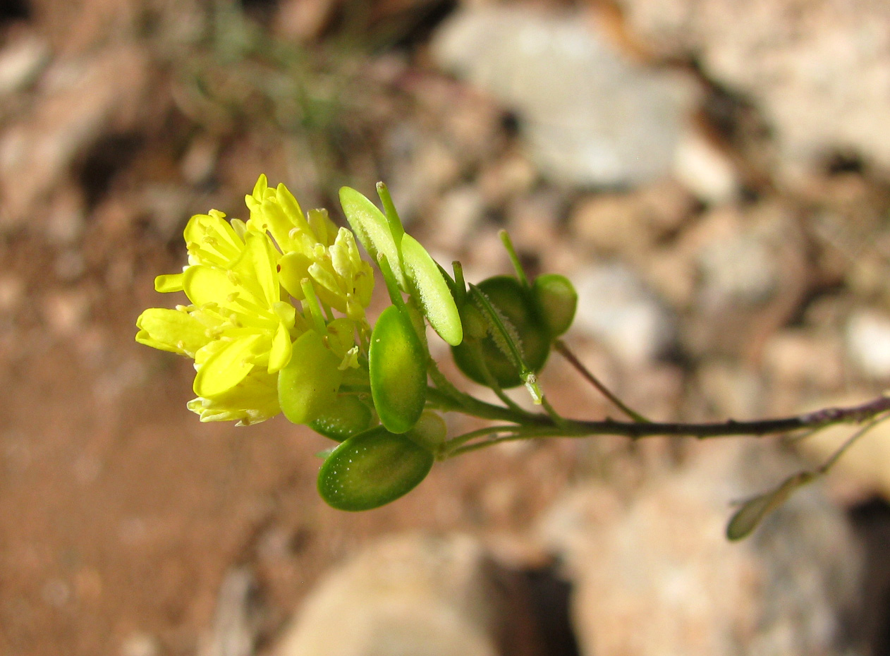 Image of Biscutella laevigata specimen.