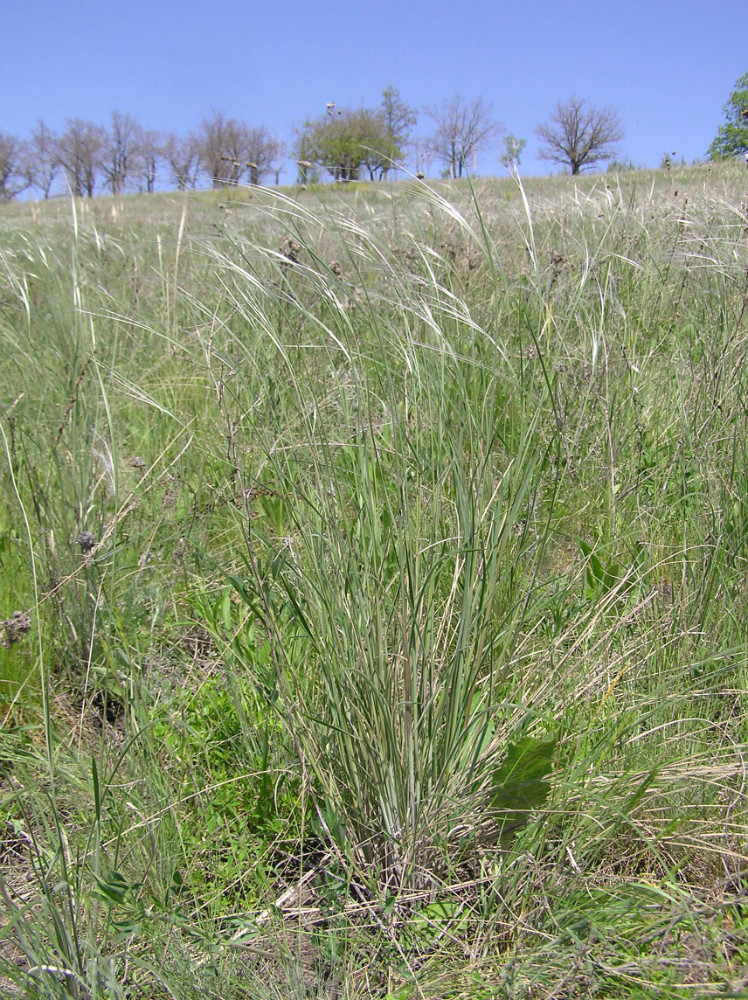 Image of Stipa dasyphylla specimen.