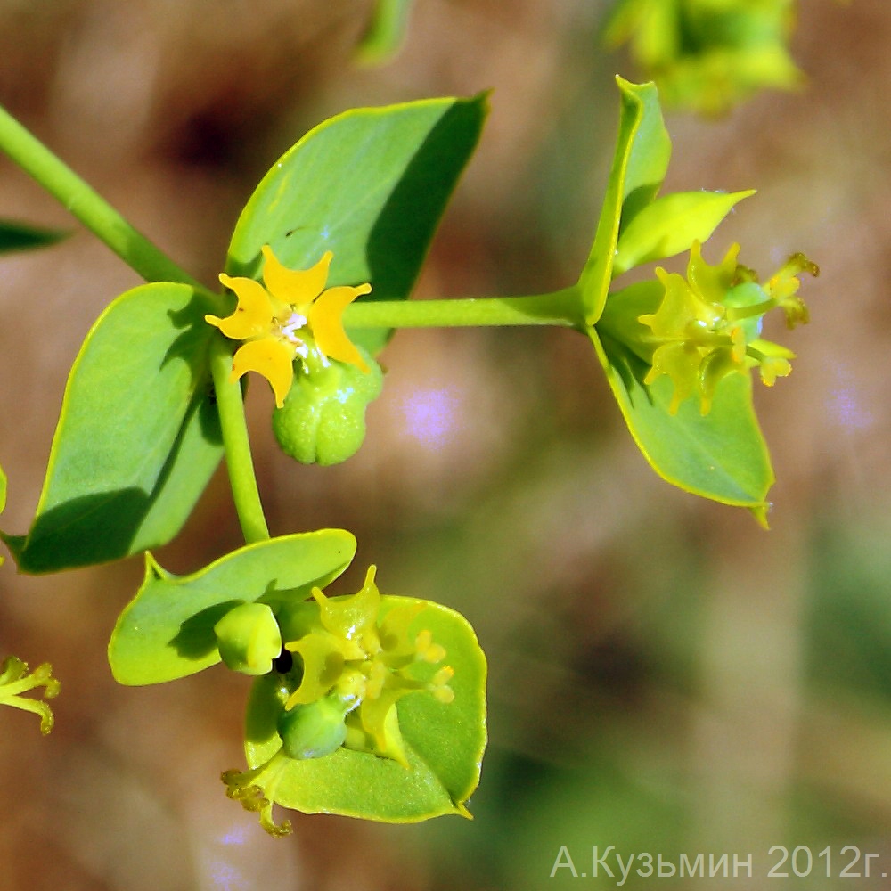 Изображение особи Euphorbia virgata.