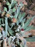 Paracaryum rugulosum. Побеги с цветками и плодами. Israel, Negev, Makhtesh Ramon. 27.02.2010.