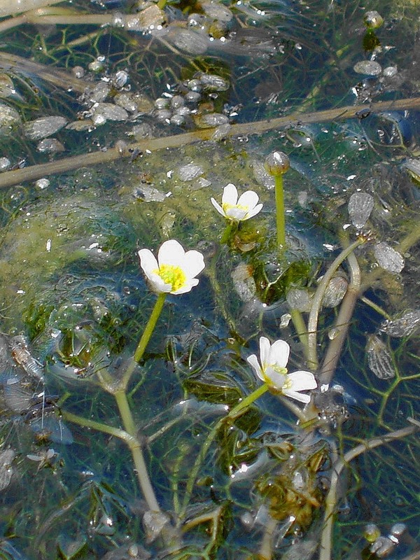 Image of Ranunculus rionii specimen.
